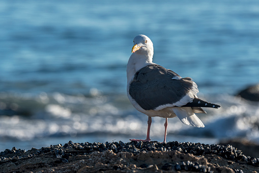 A single Western Seagull standing on a rock at the beach turning its head to look at the photographer.