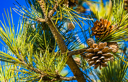 Pine cones on a low pine tree near a Cape Cod beach on a February afternoon.