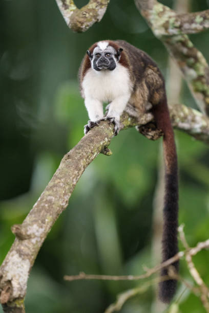 istock Geoffroys Tamarin-5027 1464838880