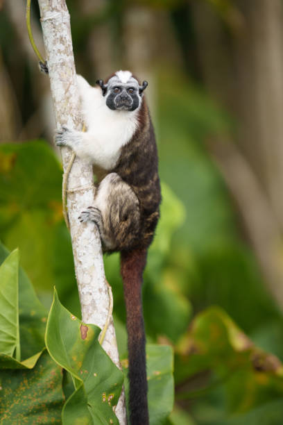 istock Geoffroys Tamarin-4503 1464838969