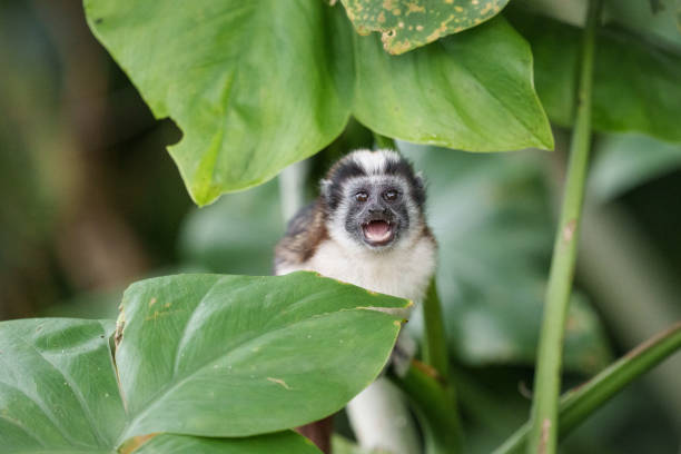 istock Baby Geoffroy's Tamarin-5252 1464838988