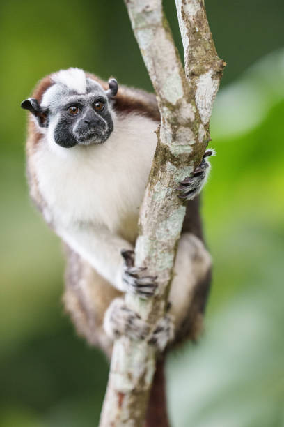 istock Geoffroy's Tamarin-5377 1464839084