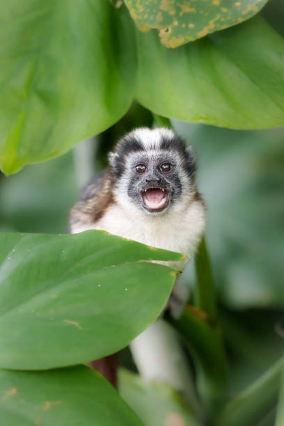 istock Baby Geoffroy's Tamarin-5253 1464839092