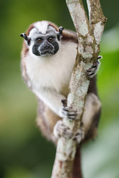 istock Geoffroys Tamarin-5397 1464839160