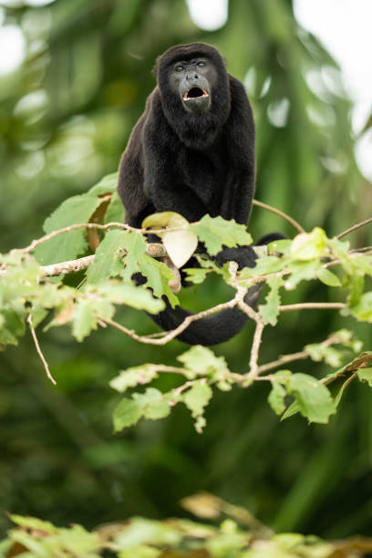 A male howler monkey bellowing from his tree, announcing his territory.\n\nThe mantled howler (Alouatta palliata) is a New World monkey that is found in Panama and other Central American countries, as well as in some South American countries. They get the name \