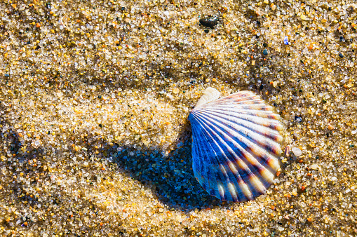 Hands collecting shells on the sea beach. Close-up of children's hands with collected seashells over the sea. Selective focus.