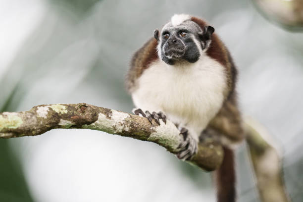 istock Geoffroys Tamarin-5074 1464839237
