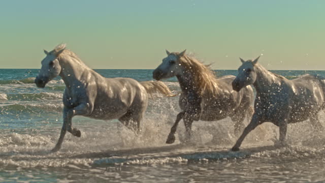Slow motion beautiful white horses running and splashing in ocean