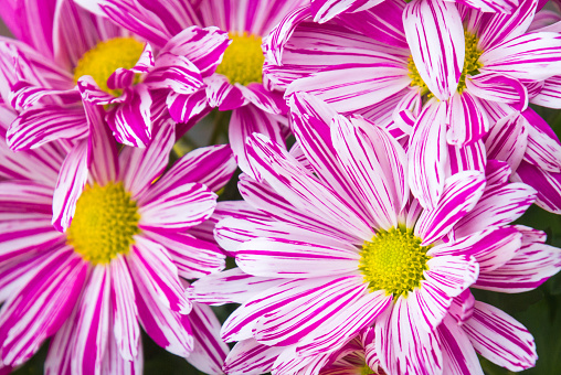 Close up of a group of pink  chrysanthemum flowers with striped petals.