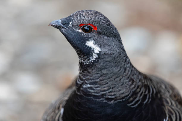 spruce grouse, falcipennis canadensis, também conhecido como grouse do canadá, canachites canadensis. - grouse spruce tree bird camouflage - fotografias e filmes do acervo