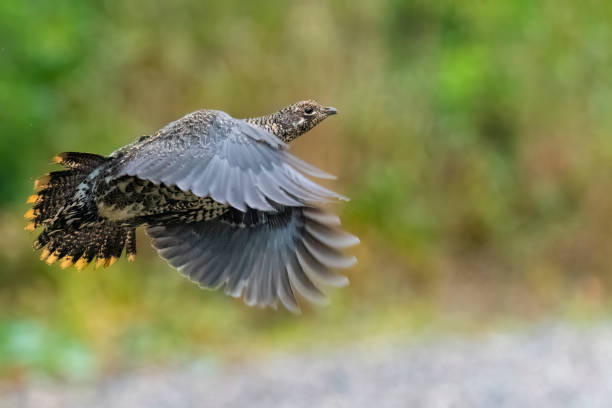 spruce grouse, falcipennis canadensis, também conhecido como grouse do canadá, canachites canadensis. - grouse spruce tree bird camouflage - fotografias e filmes do acervo