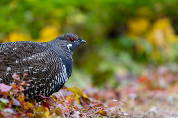 spruce grouse, falcipennis canadensis, também conhecido como grouse do canadá, canachites canadensis. - grouse spruce tree bird camouflage - fotografias e filmes do acervo