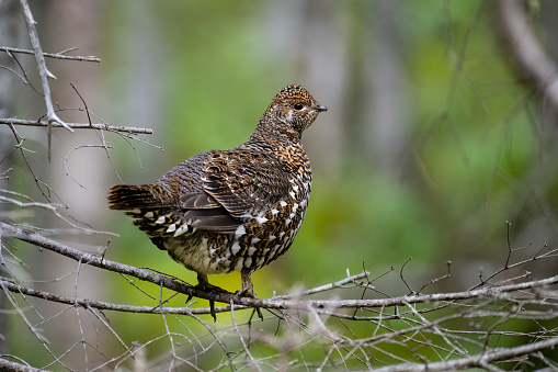 Spruce grouse, falcipennis canadensis, in autumn. Female bird perching.