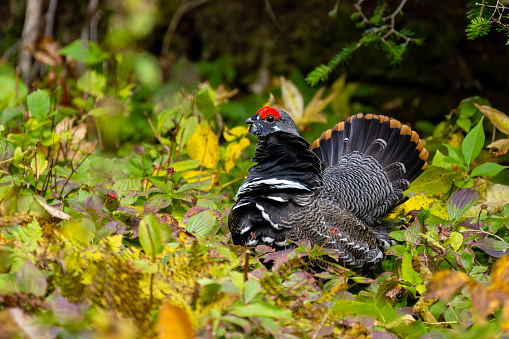 Spruce grouse, falcipennis canadensis, in autumn. Male bird.
