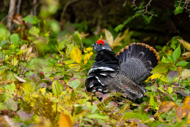 Spruce Grouse, falcipennis canadensis, also known as Canada grouse, canachites canadensis. stock photo