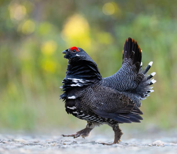 istock Spruce Grouse, falcipennis canadensis, also known as Canada grouse, canachites canadensis. 1464843318