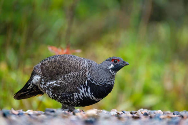 spruce grouse, falcipennis canadensis, também conhecido como grouse do canadá, canachites canadensis. - grouse spruce tree bird camouflage - fotografias e filmes do acervo