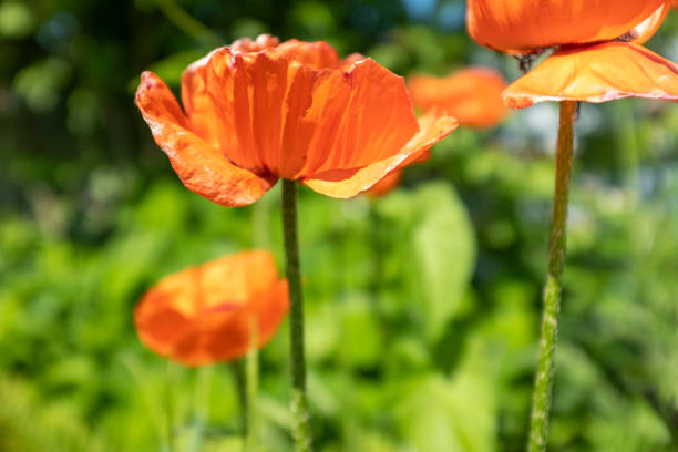 flores de papoula no fundo verde desfocado. papoulas vermelhas no jardim para um cartaz, calendário, post, protetor de tela, papel de parede, cartão postal, banner, capa, site. foto de alta qualidade - poppy bud - fotografias e filmes do acervo