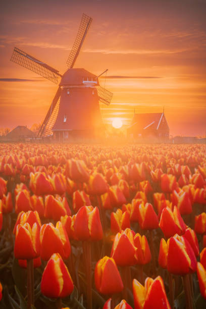 сцена голландской весны с красочными тюльпановыми полями и ветряной мельницей на восходе солнца в северных нидерландах - polder windmill space landscape стоковые фото и изображения