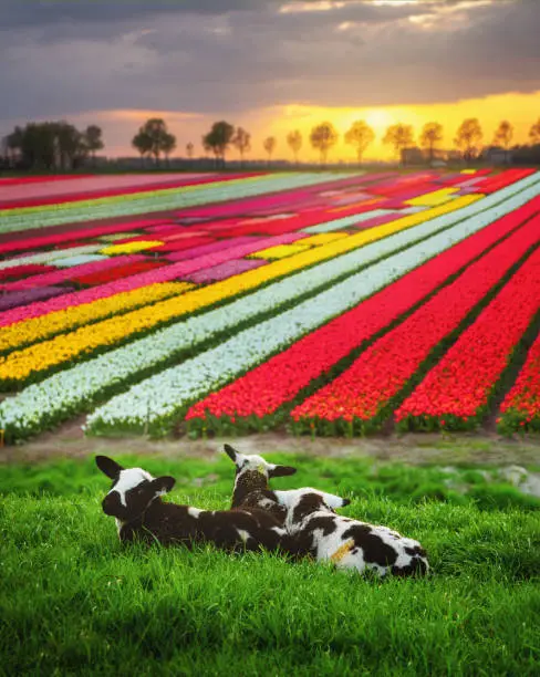 Landscape view of black and white colour cows watching the sunset on a green meadow against a tulips field at springtime in Noord Holland