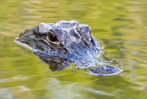 istock American Alligator, Florida USA 1464844692
