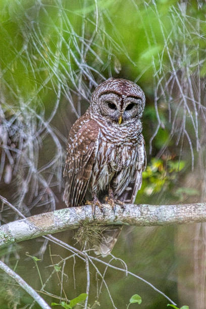 istock Great grey owl (Strix nebulosa), Florida, USA 1464844732