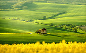 Landscape view of green hills and rapeseed fields with traditional wind mill in Moravia, Czech Republic.