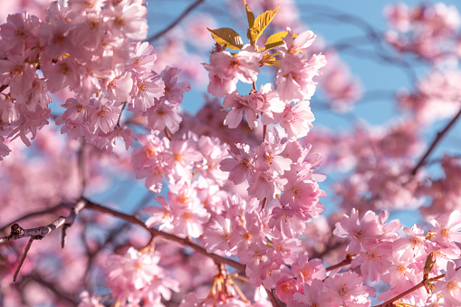 Pink cherry tree blossom flowers at spring over natural background
