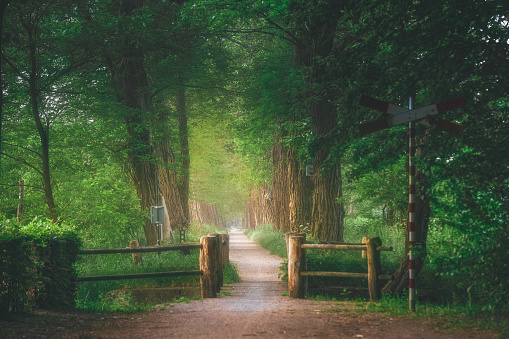Nature background of dreamy, fairy tale and beautiful jungle forest pedestrian footpath alley way with wooden fence and bridge place for walking in tunnel of old oak green trees light up with sun rays trough grass at sunset on spring day