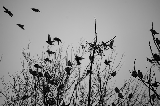 birds flying from the tree