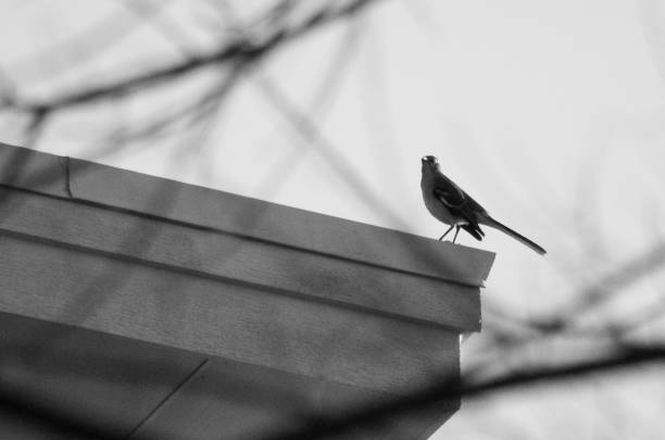 istock Little bird on roof 1464847936