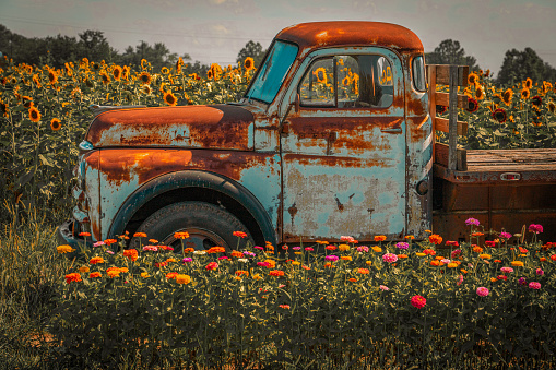 Farm truck in sunflower field