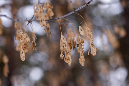 maple seeds on a thin branch against the background of a winter snowy forest close-up