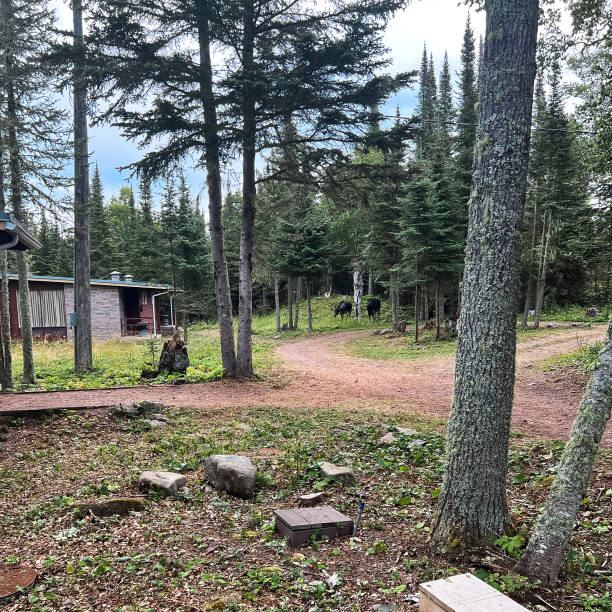 istock Moose Sighting at Isle Royale National Park 1464852563