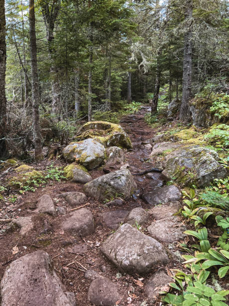 istock Rocky and Rugged Trail Deep in the Wilderness Forest 1464853222