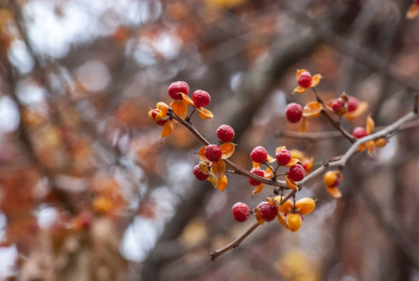 istock Red Berries with Orange Petals On Branch 1464856067