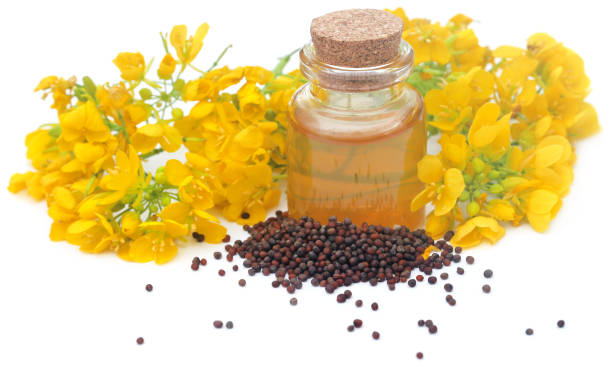 istock Mustard flowers with oil 1464858556