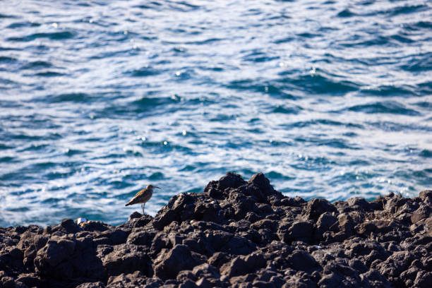 Gentle surf at the rocky lava covered coast of the Canary Island Lanzarote