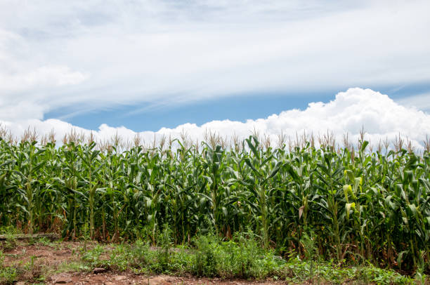 istock corn plantation with blue sky and clouds in the background 1464861151
