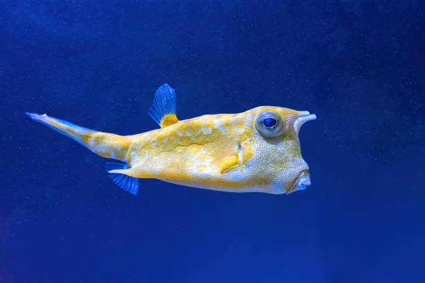 istock Cowfish, Lactoria cornuta swims in the aquarium 1464864552
