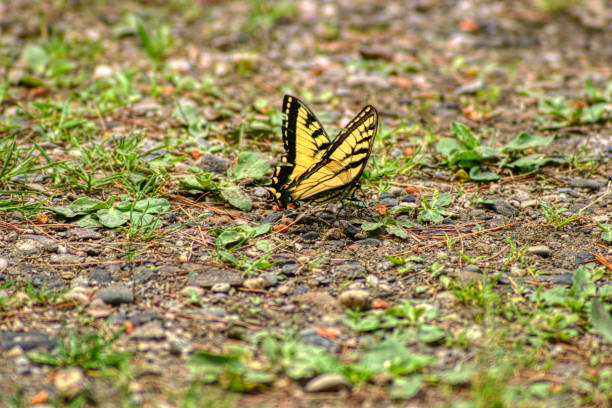 Butterfly on the Ground, USA - image