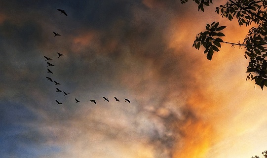 Geese flying overhead with sunset clouds and tree sillhouette