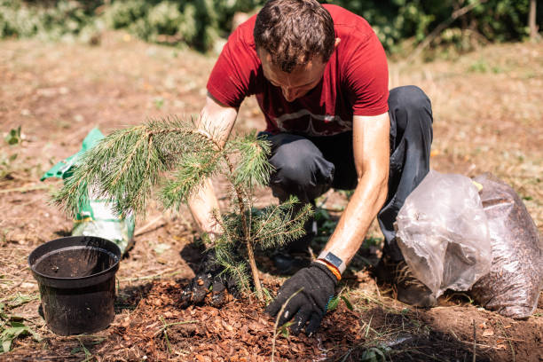 istock Gardener spreading bark mulch around newly planted pine tree 1464865576