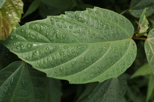 This is the appearance of green leaves that have been exposed to heavy rain in the morning