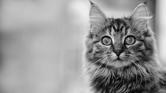 Portrait of cat peeking over table in black and white