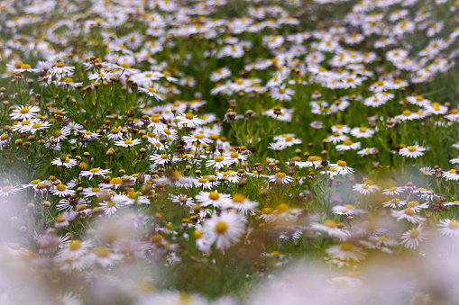 Close up of flowering plants on field