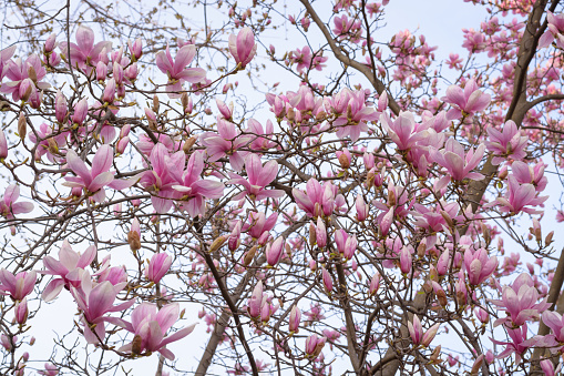 View of pink magnolia blossom in horizontal format