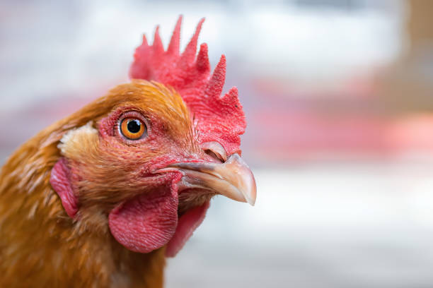 istock head portrait of a red chicken 1464876917