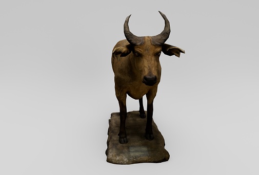 african buffalo, mammal 3d rendering on white background