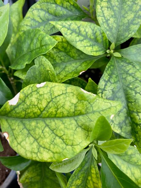 interveinal chlorosis on bougainvillea leave